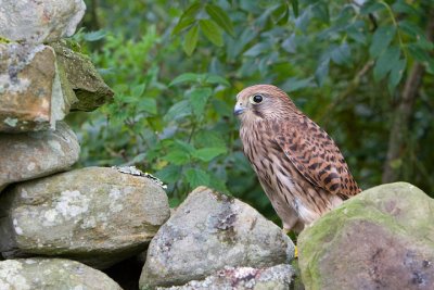 Kestrel on wall