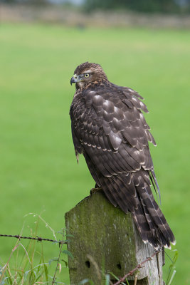 Goshawk on fence