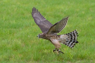 Goshawk in flight