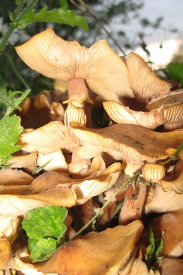 October 13 - Mushrooms