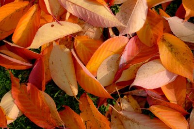 Nov 7 - Leaves