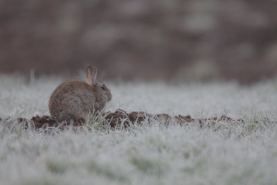 Rabbit in frost