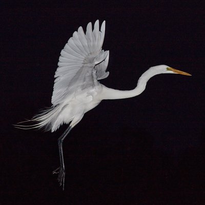 Jan 10 - Great Egret
