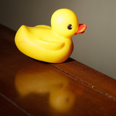 Feb 20 - Duck