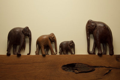 March 3 - Elephants