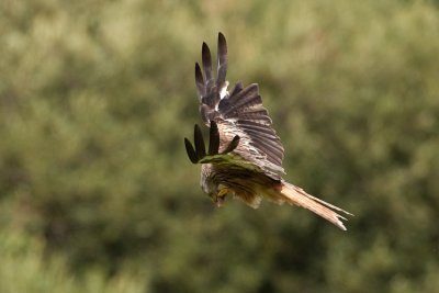 Eating on the wing 1