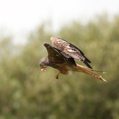 Eating on the wing 2