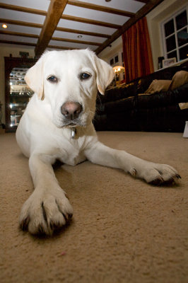 March 3 - Long-legged dog