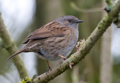 March 10 - Dunnock