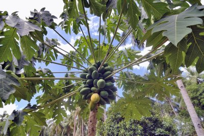 Papaya