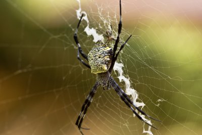 St. Andrew's Spider