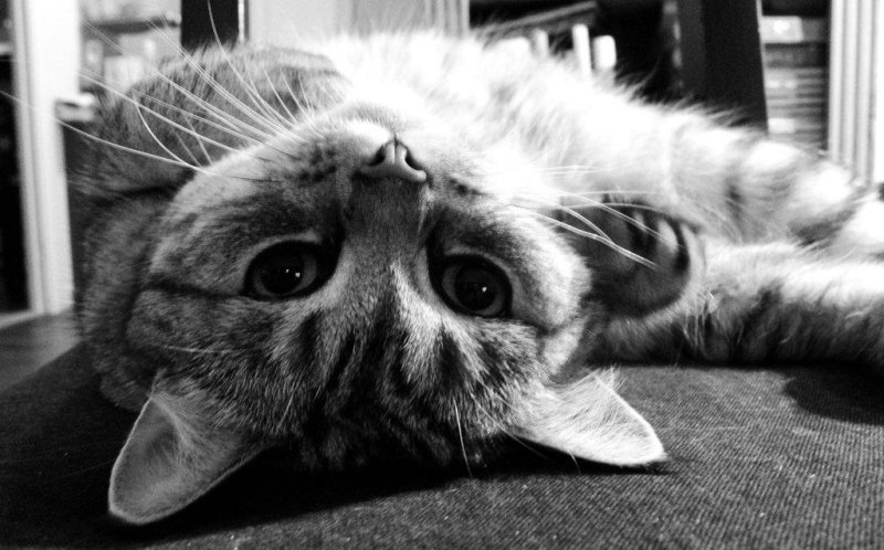 Tisse