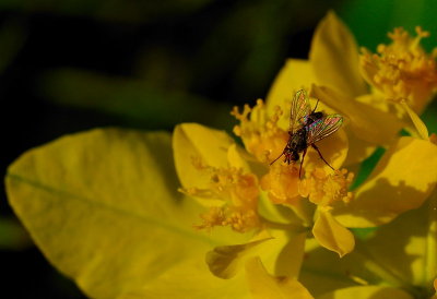 Liten fluga på gul blomma