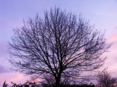 Winter Tree at Sunrise