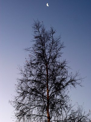 Winter Tree and Moon