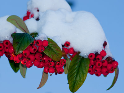 Snowed Covered Berries