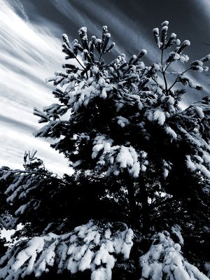 Winter Tree and Snow in Mono Tone