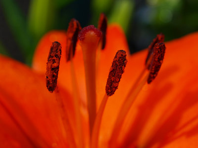 Close-up of Orange Lily