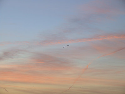 Pink Clouds