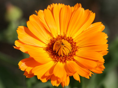 Close-up of Orange Marigold