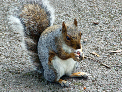 Squirrel at Nothe Gardens