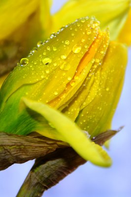 Daffodil Buds and Raindrops