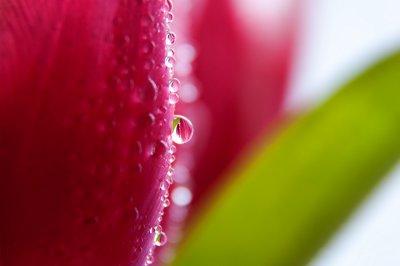Pink Tulip and Raindrops