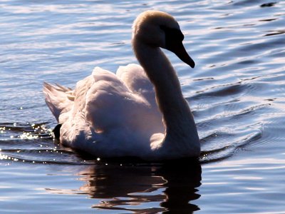 Swan at Radipole Lake