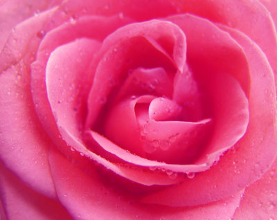 Close-up of Pink Rose