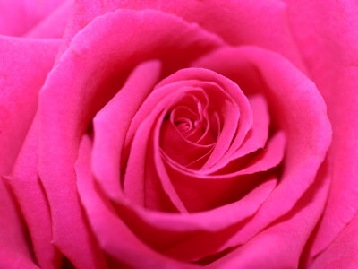 Close-up of Pink Rose