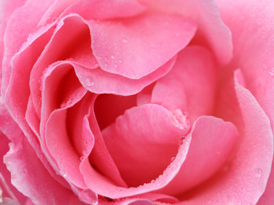 Close-up of Pink Rose with Raindrops