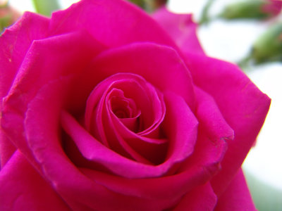 Pink Rose