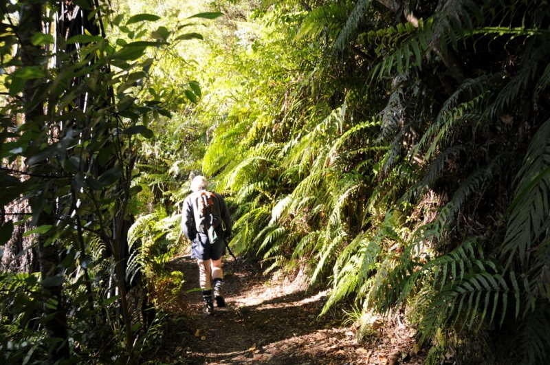 6 km hike into the Coromandel National Park