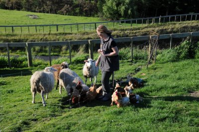 Karen with Sheep and Chickens