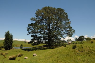 The Party Tree from the Lord of the Rings