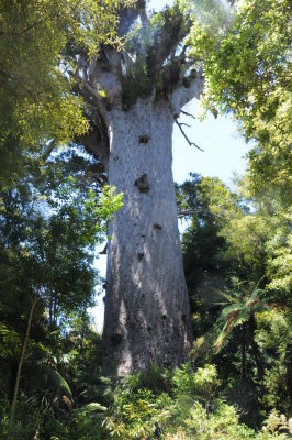 Tane Mahuto (Lord of the Forest) 2000 year old Kauri tree