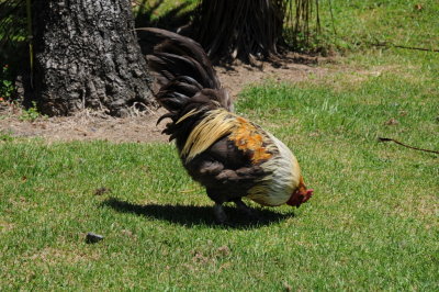 Chickens run wild in New Zealand