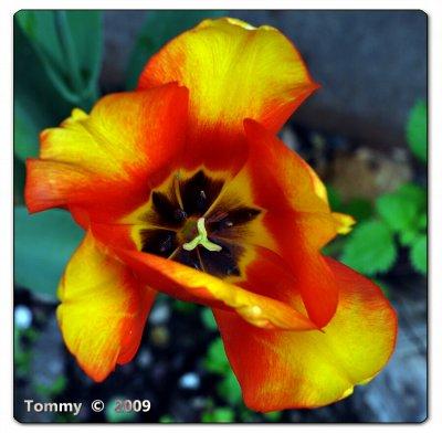 Tulip macro.jpg