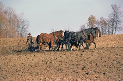 Mennonite farmer with horse team in fall