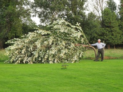 tree1.jpg