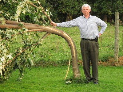 tree2.jpg