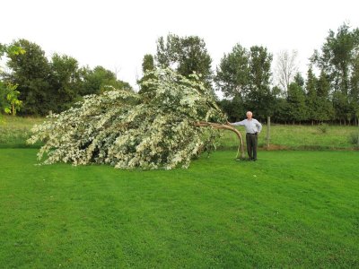 tree3.jpg