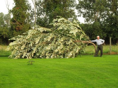 tree4.jpg