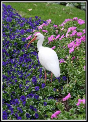 These birds are everywhere in Epcot. They're so beautiful and not really scared of people.