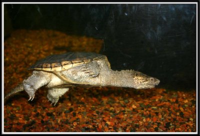Scary lookin' turtle