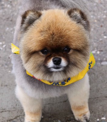Biscuit 2