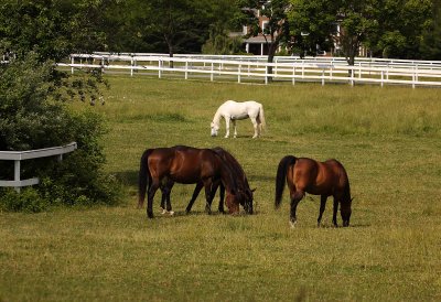 Horses