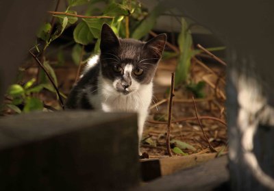 Kitten 2010