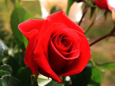 Lisa's Rose