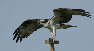 OSPREY